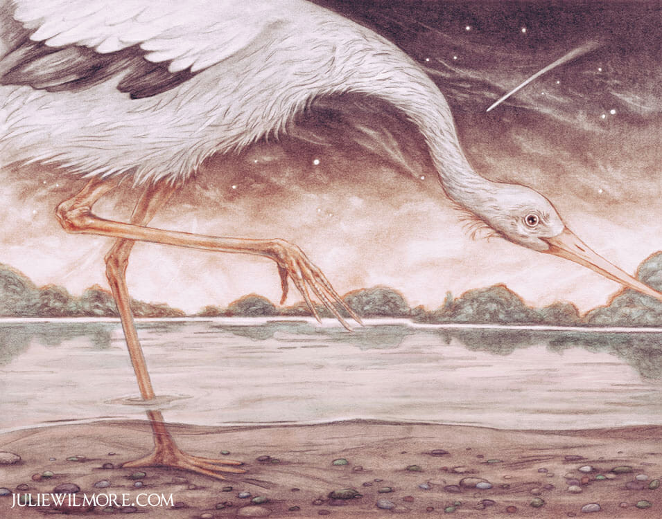 Deltrease Wilmore Julie Wilmore – Hireillo | Hire an Illustrator