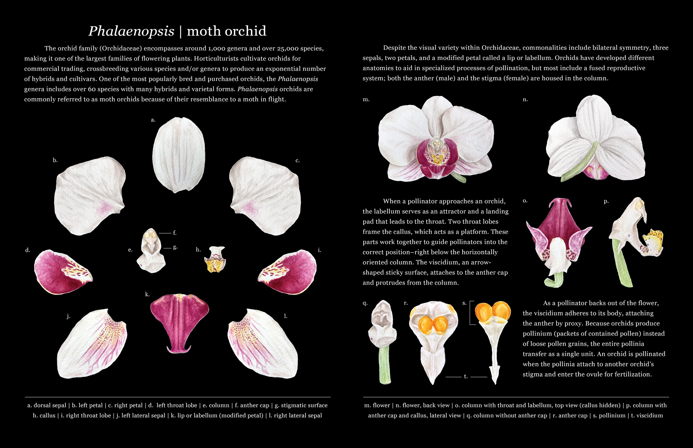 Scientific Illustration Diagrams – Hireillo | Hire an Illustrator